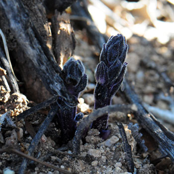 Orobanche cooperi, Desert Broomrape Orobanche cooperi, Desert Broomrape